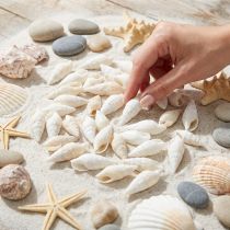 Article Coquillages Décoratifs Blancs 2-5 cm - 1 kg