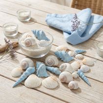 Article Mélange de Coquillages Décoratifs Naturels et Bleus 3–5,5 cm 150 g
