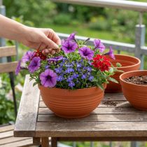 Article Lot de 10 coupelles en plastique effet terracotta Ø19 cm