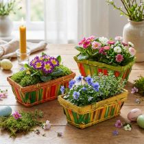 Article Set de paniers en bois multicolores 20x11 cm - Lot de 12