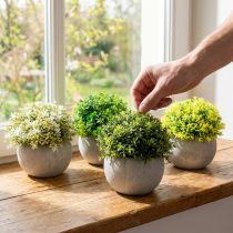 Article Set de 4 boules de buis artificielles en pot béton - 12,5 cm