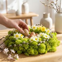 Article Mousse décorative vert clair 400g en lichen naturel conservé