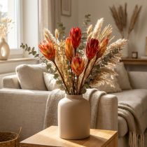 Article Fleurs séchées Protea rouge en bouquet, 25 tiges