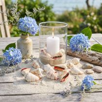 Article Coquillages Strombus Luhuanus Naturels 1 kg