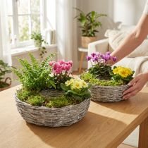 Article Paire de coupes à plantes en osier blanc Ø25/30cm pour décoration intérieure