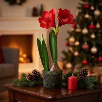 Article Amaryllis artificielle rouge en boule de mousse – 49 cm – Décoration élégante pour la maison