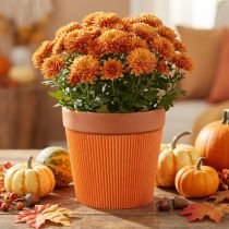 Article Enveloppes Plissées pour Pots de Fleurs Orange 14,5 cm - Lot de 100