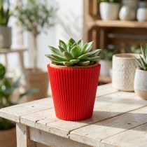 Article Lot de 100 manchettes plissées rouges en plastique, 8,5 cm