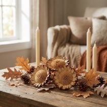 Article Rosettes séchées Susannae naturelles – 50 pièces, 22–32 cm