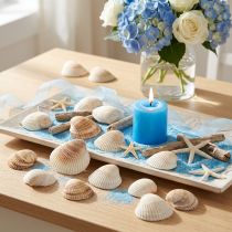 Article Coquillages décoratifs blancs et bruns 5–7 cm 300 g