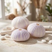 Article Coquilles d’oursins naturelles blanc-violet Ø4-6cm - Lot de 12