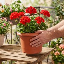 Article Pot de fleur en plastique terracotta Ø25 cm