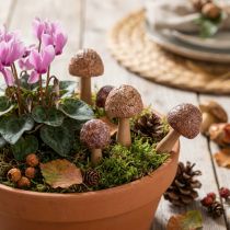 Article Lot de 8 Piques Décoratifs Champignons en Bois Marron Ø2,5cm