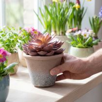 Article Suculente artificielle Echeveria rouge antique en pot Ø15cm H16cm