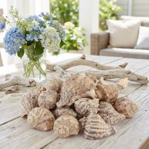 Article Coquillages Décoratifs Naturels 4-6 cm 300 g