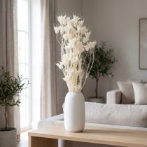 Article Fleurs séchées Nigella blanche 70 cm 50 g