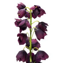 Article Fritilaria, réplique réaliste pour compositions et bouquets élégants, 78 cm