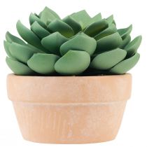 Article Plante succulente en pot Echeveria vert artificiel Ø15cm