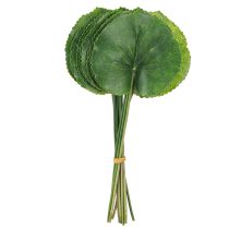 Article Feuilles artificielles Galax Urceolata vertes Ø10cm L23cm 12 pcs