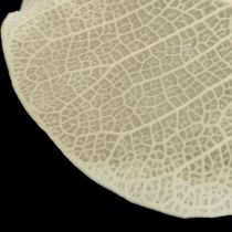 Article Décoration de feuilles séchées Moneta crème florale sèche 100g