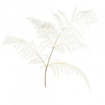 Article Fougère séchée décoration fougère fougère blanchie H75cm 10 pcs