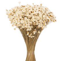 Article Bouquet de fleurs séchées, fleurs délicates pour une décoration intérieure naturelle, 44 cm