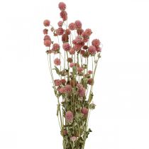 Boule Amarante, Gomphrena Globosa, Fleur d&#39;été, Fleur sèche Rose L49cm 50g
