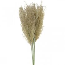 Herbe ornementale séchée pour décoration floristique sèche nature H55cm
