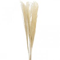 Herbe déco séchée Herbe ornementale naturelle décoration sèche 6 tiges