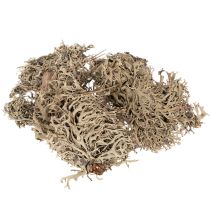 Article Décor de mousse grise naturelle 500g pour créations et arrangements
