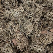 Article Graumoos naturel 500 g pour décoration intérieure et loisirs créatifs