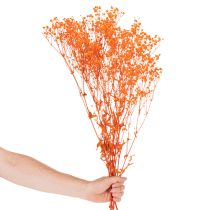 Article Gypsophile séchée orange 75 cm 100 g