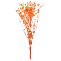 Article Gypsophile séchée orange 75 cm 100 g