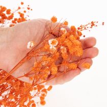 Article Gypsophile séchée orange 75 cm 100 g