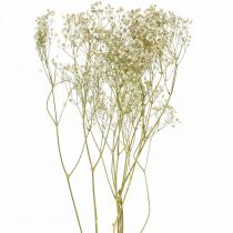 Gypsophile séchée, Floristique sèche, Gypsophile Blanc L64cm 20g