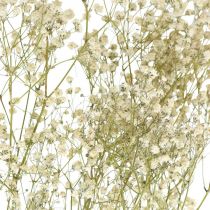 Gypsophile séchée, Floristique sèche, Gypsophile Blanc L64cm 20g