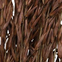 Article Avoine décoration sèche herbe sèche marron L64cm 70-75g 2pcs