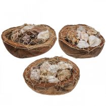 Article Demi-noix de coco coquilles déco coquilles d&#39;escargots déco 18–19cm 3pcs