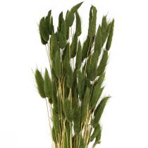 Article Queue de Lièvre Herbe Lagurus Vert Séché 50-60cm 50g