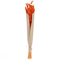 Article Décoration florale séchée de queue de lièvre orange 50-60 cm 50 g - Lagurus veloutés pour la décoration de table et les loisirs créatifs