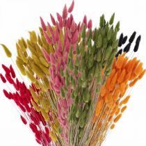 Article Herbe queue de lièvre Lagurus séchée colorée 60 cm 50 g
