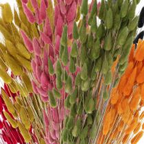 Queue de Lapin Herbe Lagurus Séchée Colorée 60cm 50g