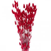 Article Queue de Lapin Herbe Lagurus Rouge Séchée 60cm 50g