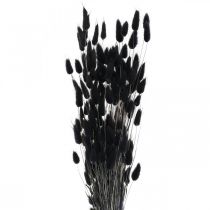 Article Queue de Lapin Herbe Lagurus Séchée Noir 60cm 50g