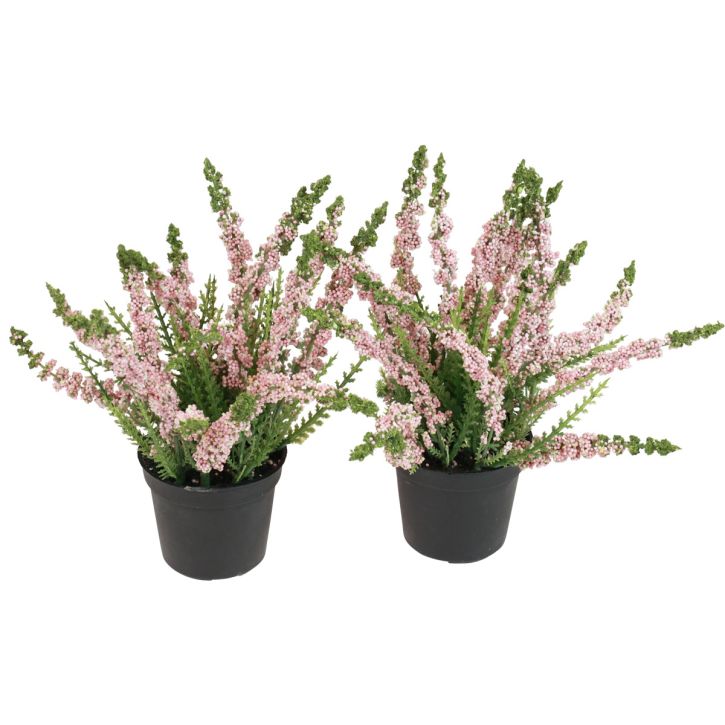 Balai bruyère Erika en pot rose H17cm lot de 2
