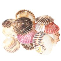 Article Coques vides en décor de coquillage naturel 3 cm–5 cm 300 g