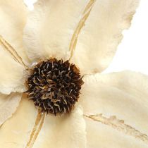 Bois fleur en bouchon blanchi Ø9-12cm L45cm 15p