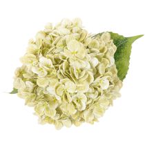 Article Hortensia artificielle avec tige longue et feuilles 60 cm crème-vert