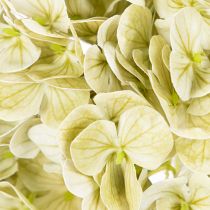 Article Hortensia artificielle avec tige longue et feuilles 60 cm crème-vert