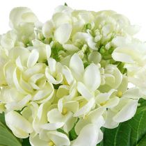 Hortensia 60cm blanc